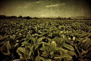 img_1545_snapseed-1v2_img2-01